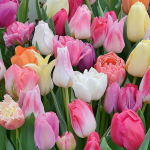  Pastel Stretch Tulip Mix