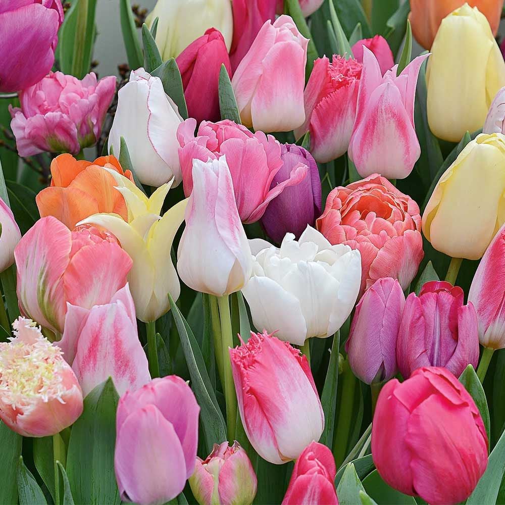 Pastel Stretch Tulip Mix