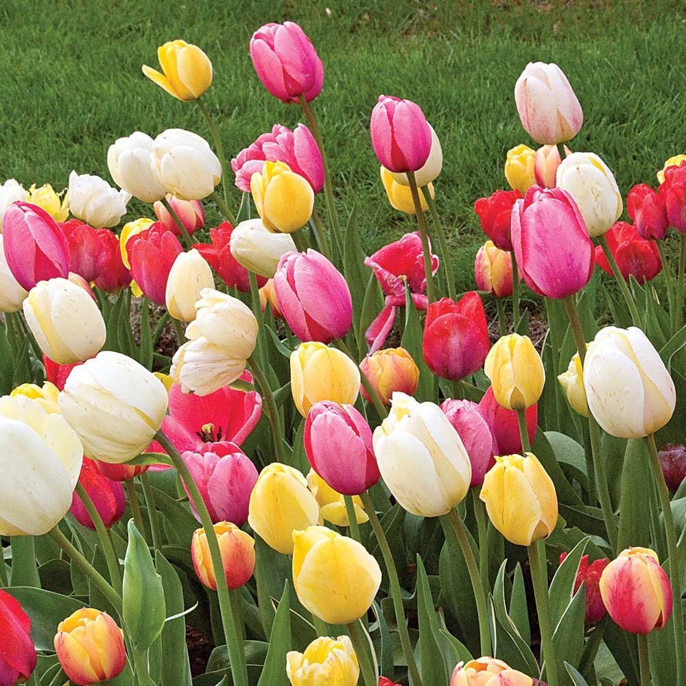 Spring Brights Darwin Hybrid Tulip Mix