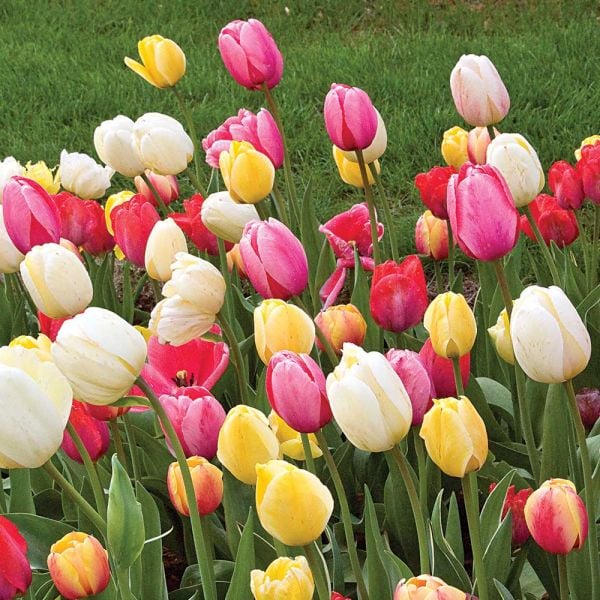 Spring Brights Darwin Hybrid Tulip Mix | White Flower Farm