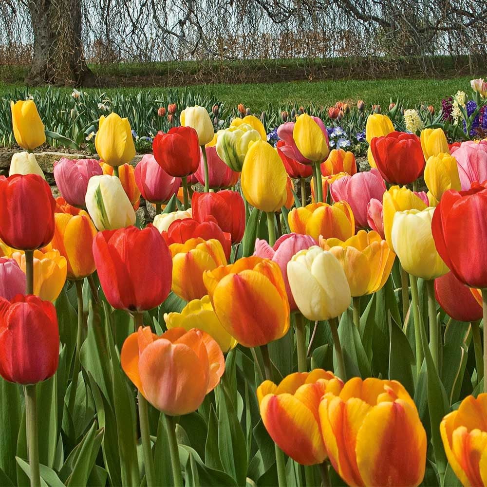 White Flower Farm Classic Perennial Tulip Mix White Flower Farm