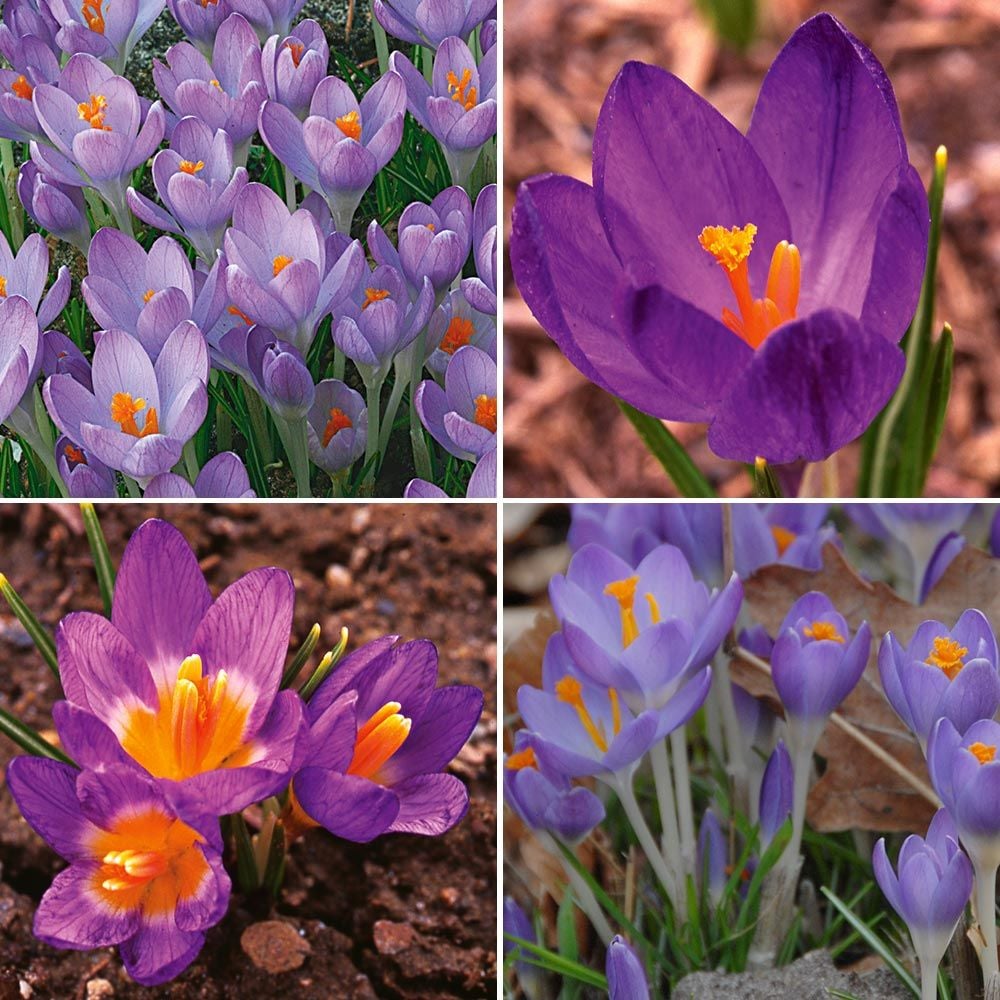 Beautiful Miniature CROCUS in Pot Tiny Fake Flowers, Spring - Inspire Uplift