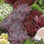  Hen Party Succulents Collection