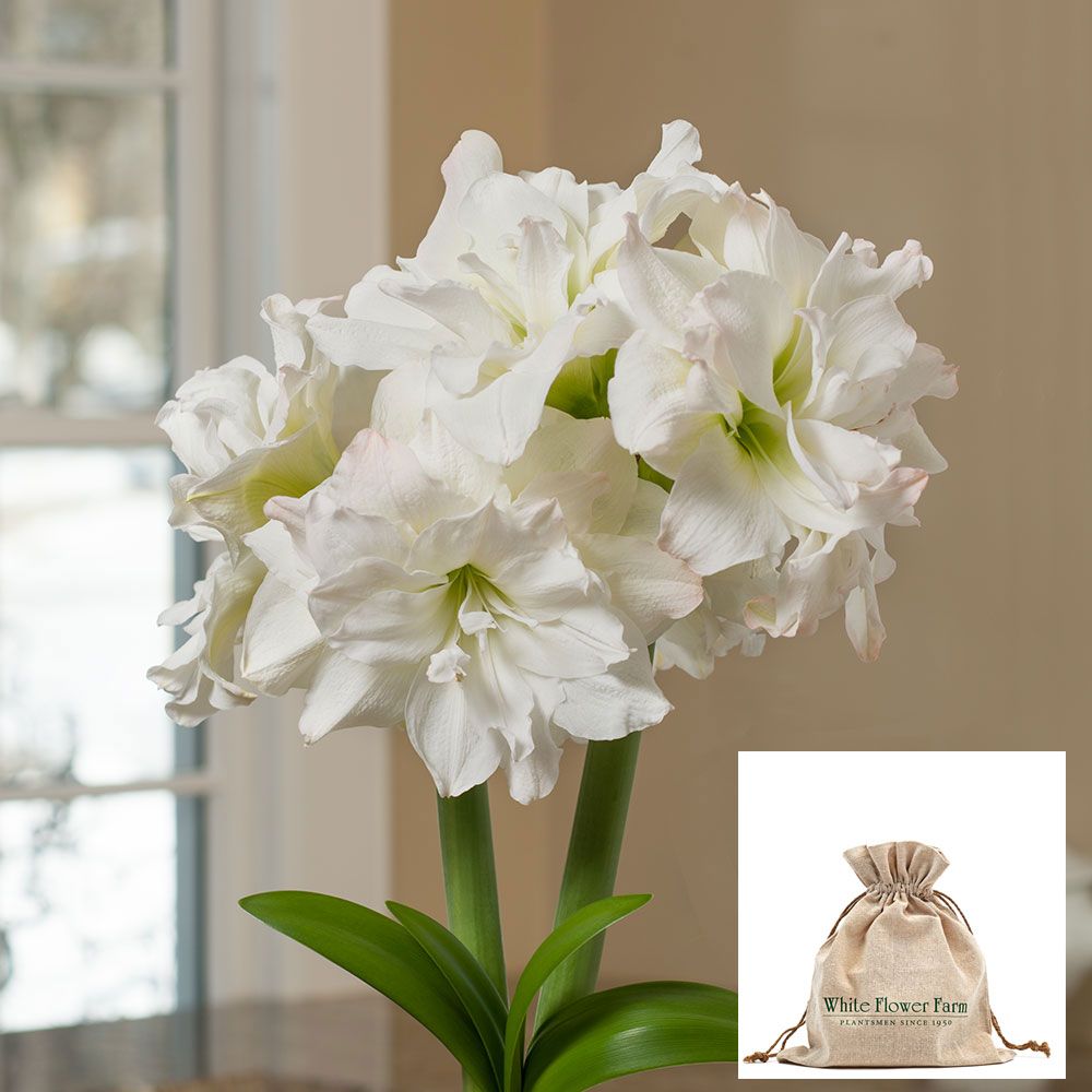 Amaryllis Arctic Nymph, one bulb in linen bag | White Flower Farm