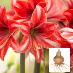  Amaryllis 'Pajama Party'