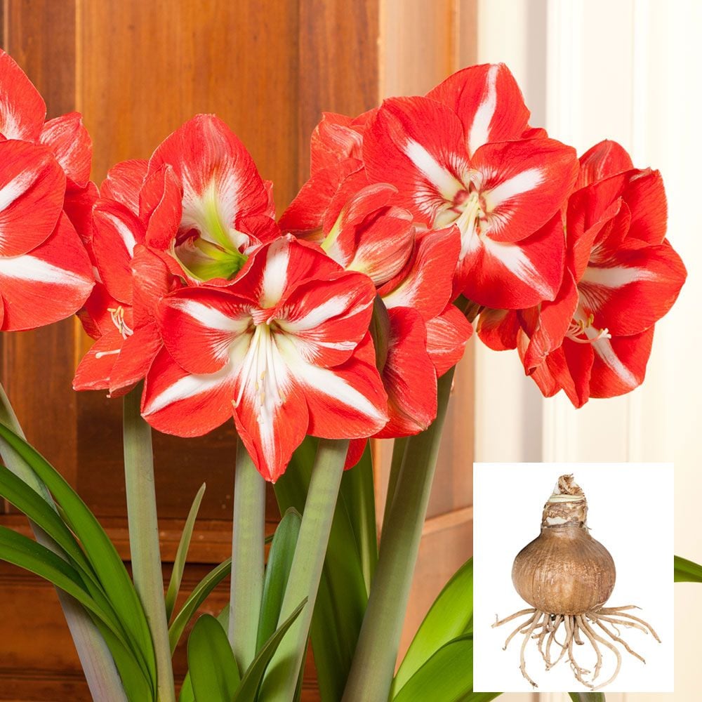 Amaryllis 'Stargazer'