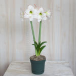  Amaryllis 'Picotee,' one bulb in nursery pot