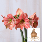  Amaryllis 'Terracotta Star,' bulb only