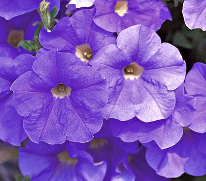 Petunia Surfinia® Sky Blue | White Flower Farm