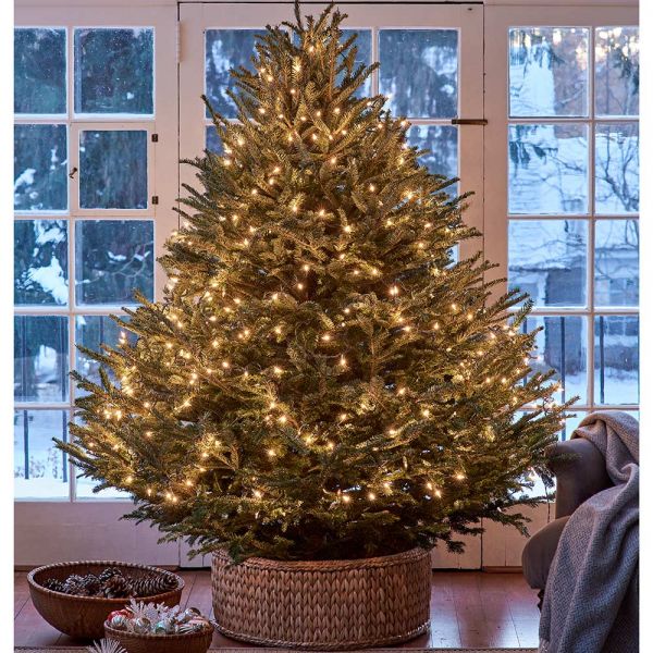 6 Ft Fralsam Christmas Trees White Flower Farm