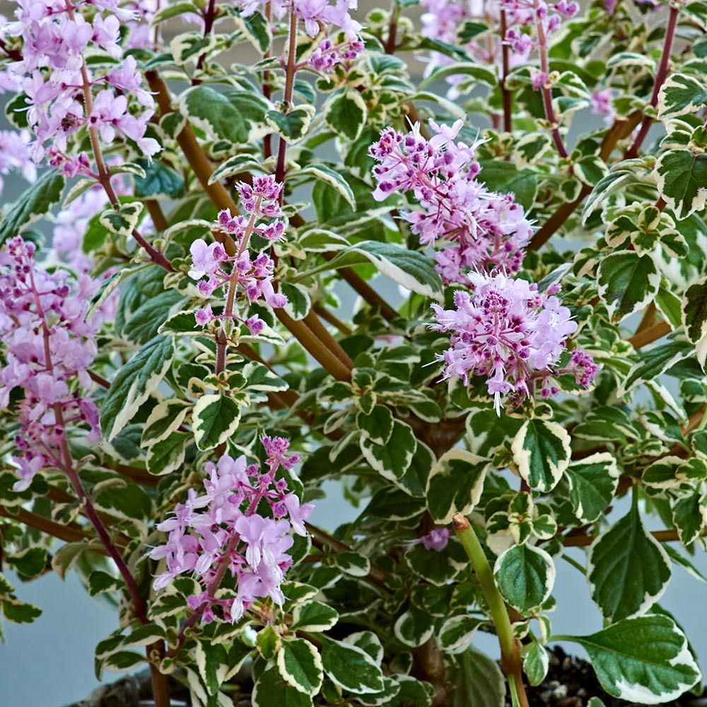 Hemizygia Candy Kisses in woven basket White Flower Farm