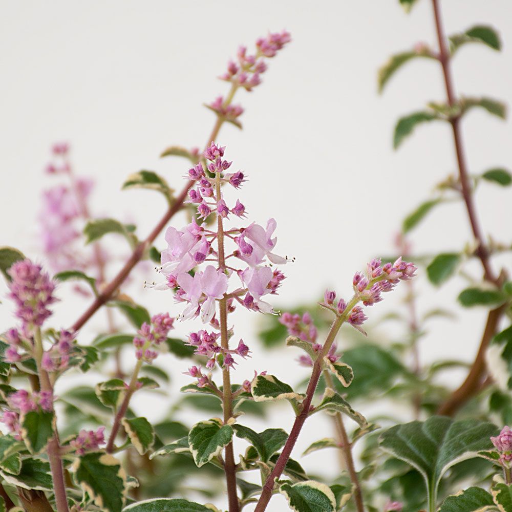 Hemizygia Candy Kisses in woven basket White Flower Farm