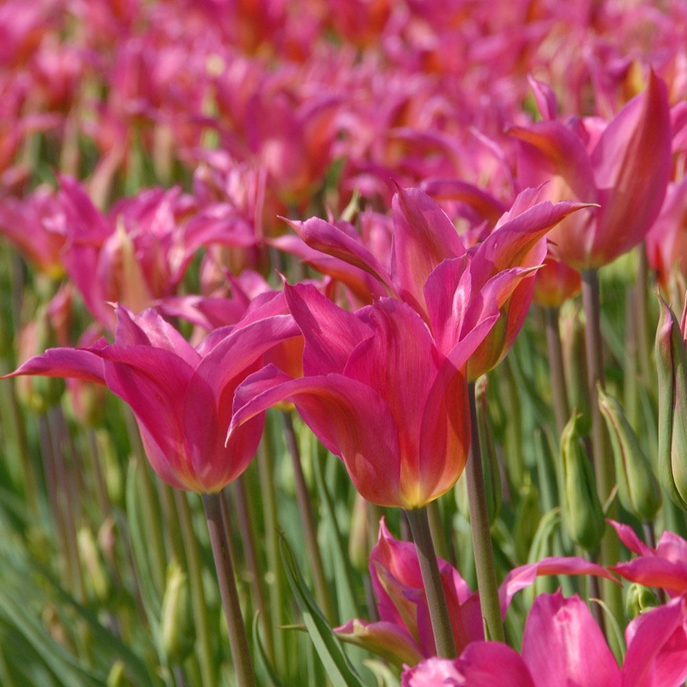 New Tulip Varieties White Flower Farm