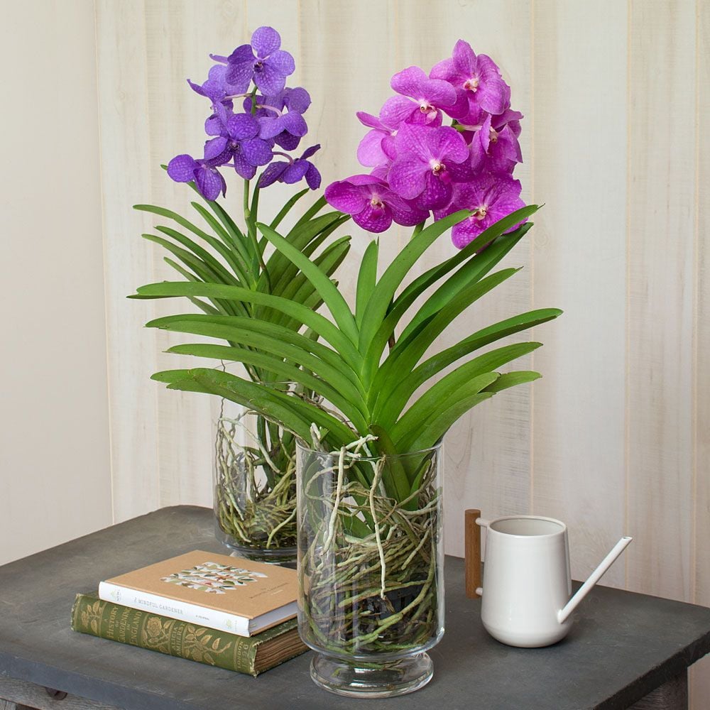 Vanda Orchid White Flower Farm