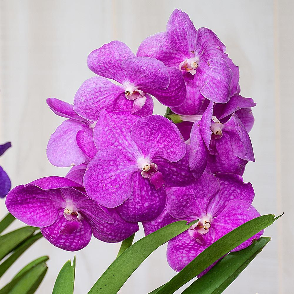 Vanda Orchids White Flower Farm