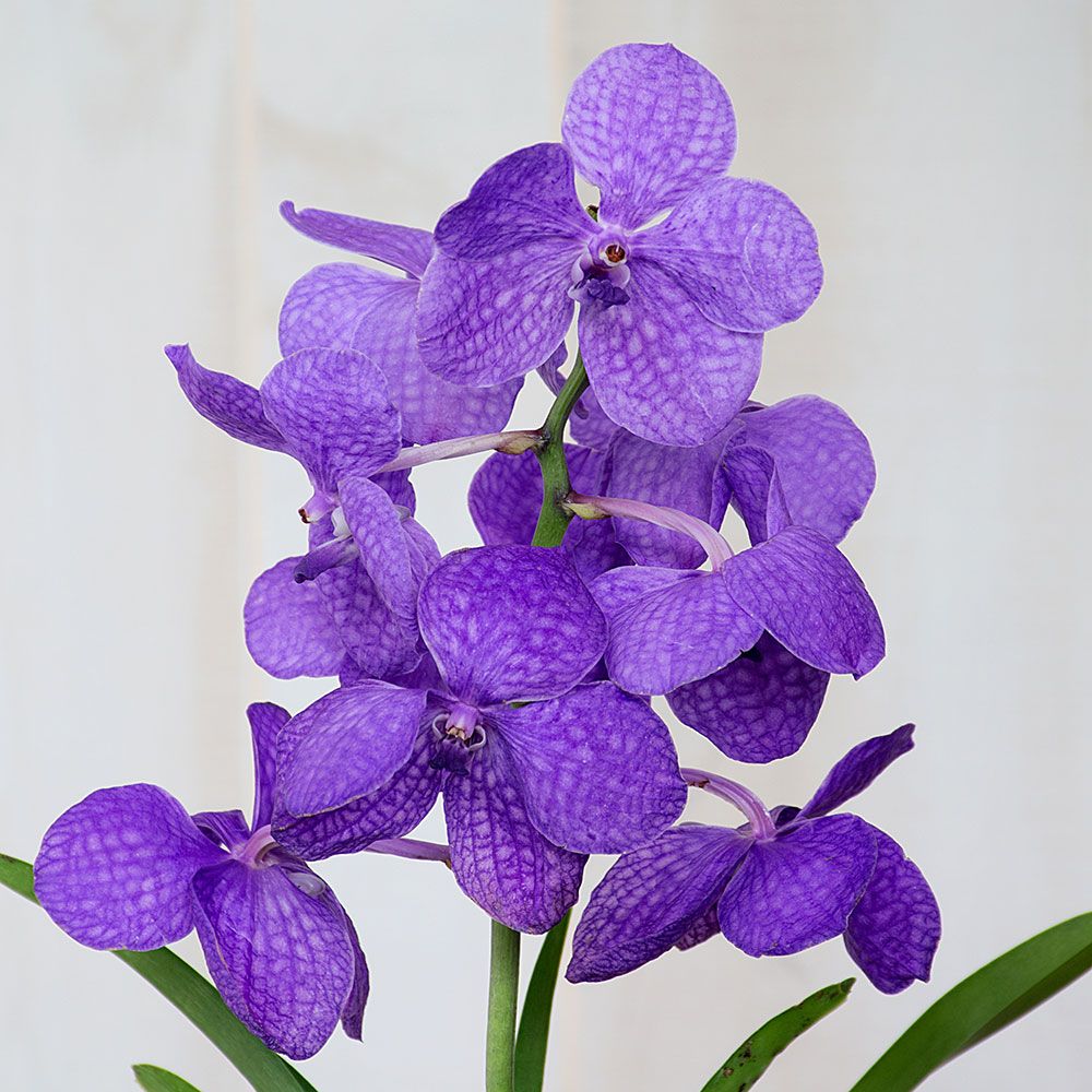 Vanda Orchids | White Flower Farm