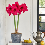  Amaryllis 'Pleasure'