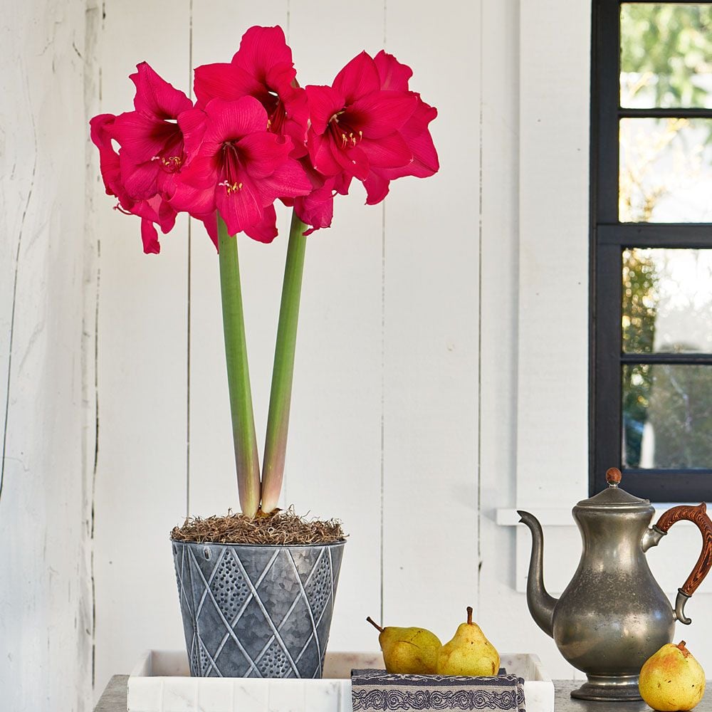 Amaryllis 'Pleasure'