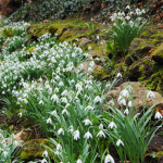  Galanthus - The Last Snow Mix