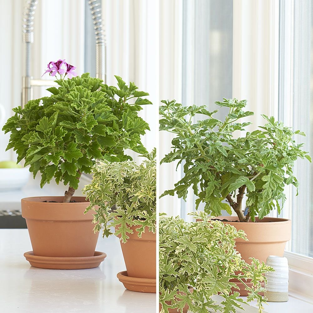 Scented Geranium Duo