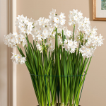  Paperwhites, 24 bulbs