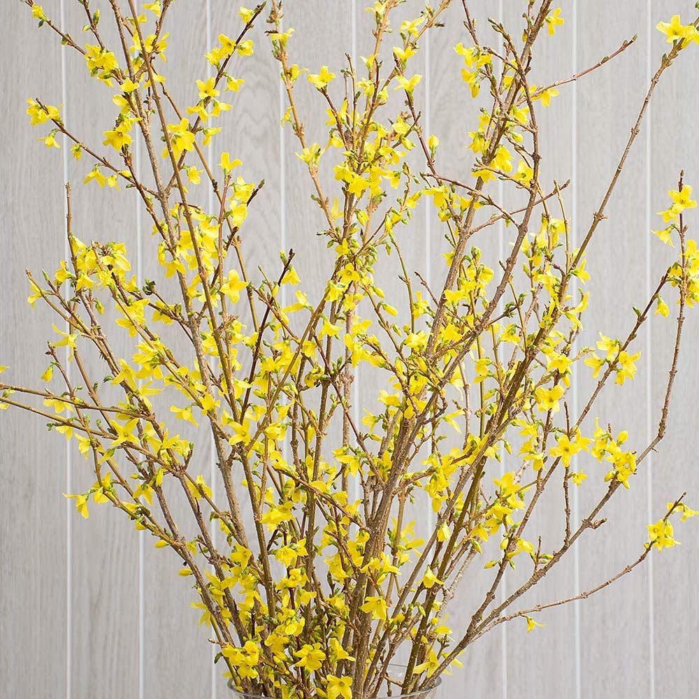 Forsythia Flowering Branches White Flower Farm