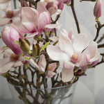  Tulip Magnolia Flowering Branches