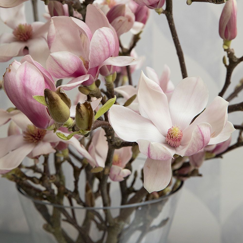 pink magnolia flower branch