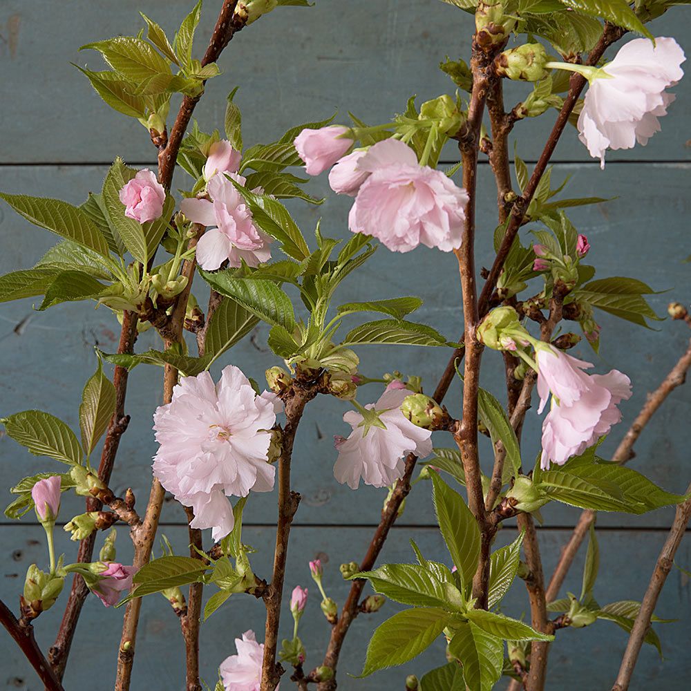 Pink Flowering Branches White Flower Farm