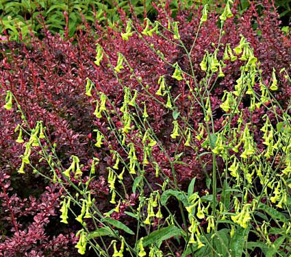 Nicotiana langsdorffii