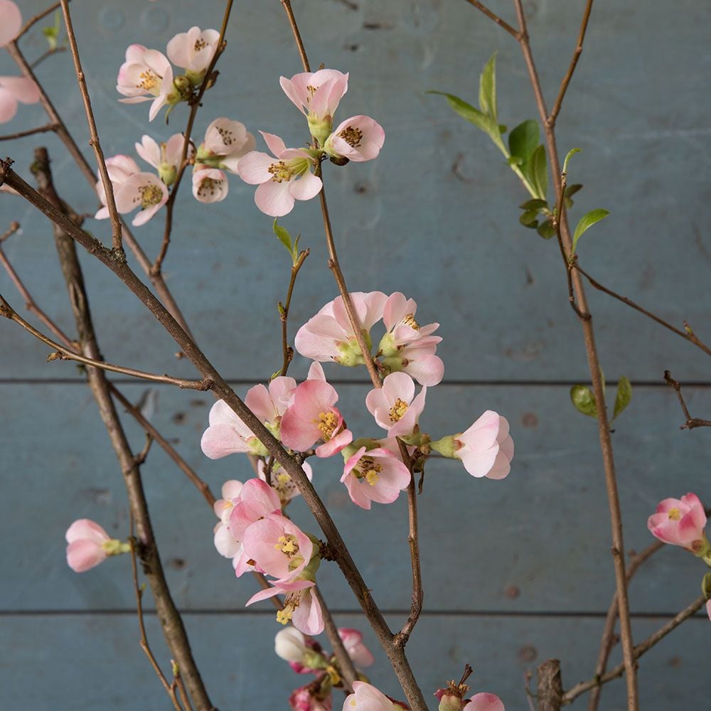 Quince Flowering Branches