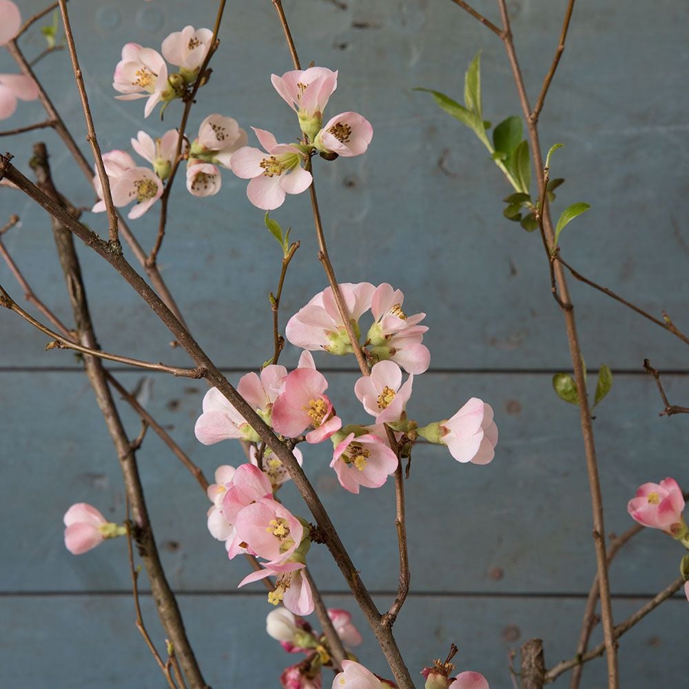 Quince Flowering Branches White Flower Farm