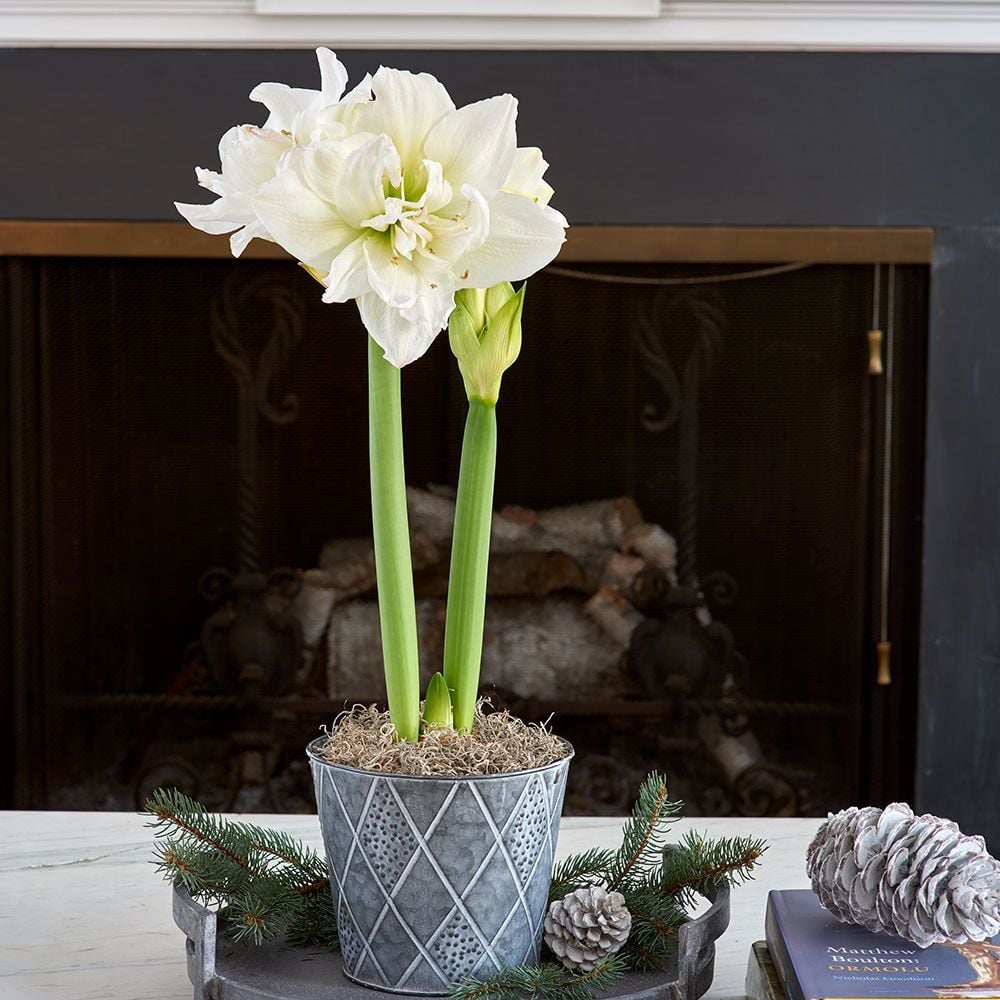 Nymph Amaryllis White Flower Farm