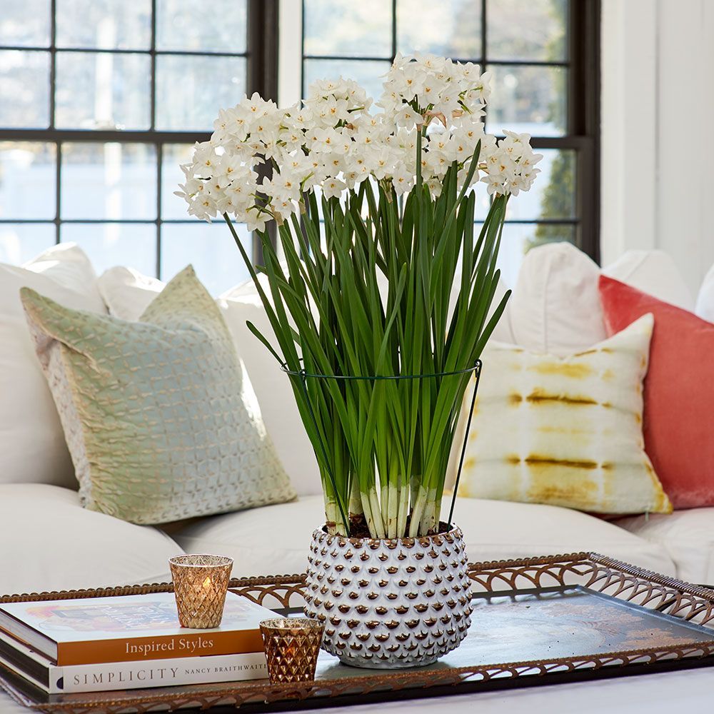 Paperwhite Narcissus White Flower Farm