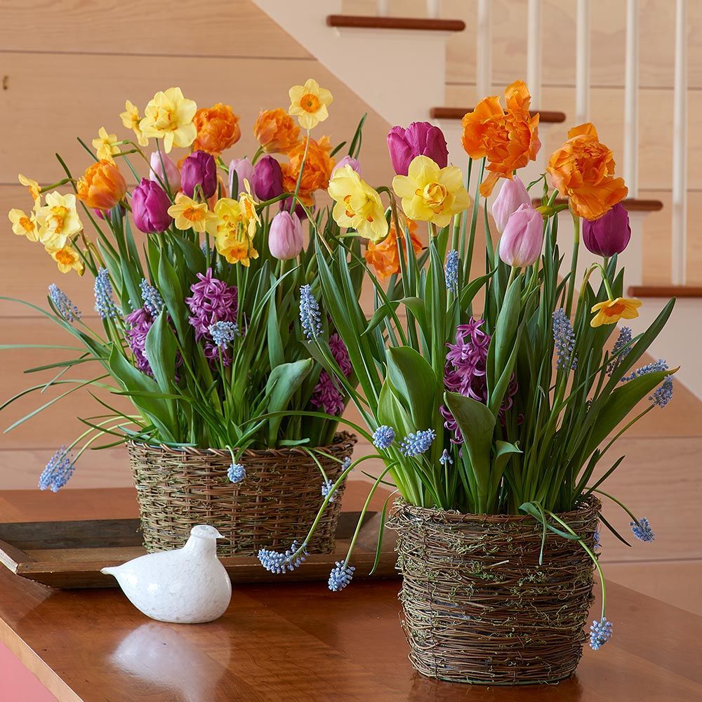 Bulbs Gardens White Flower Farm White Flower Farm