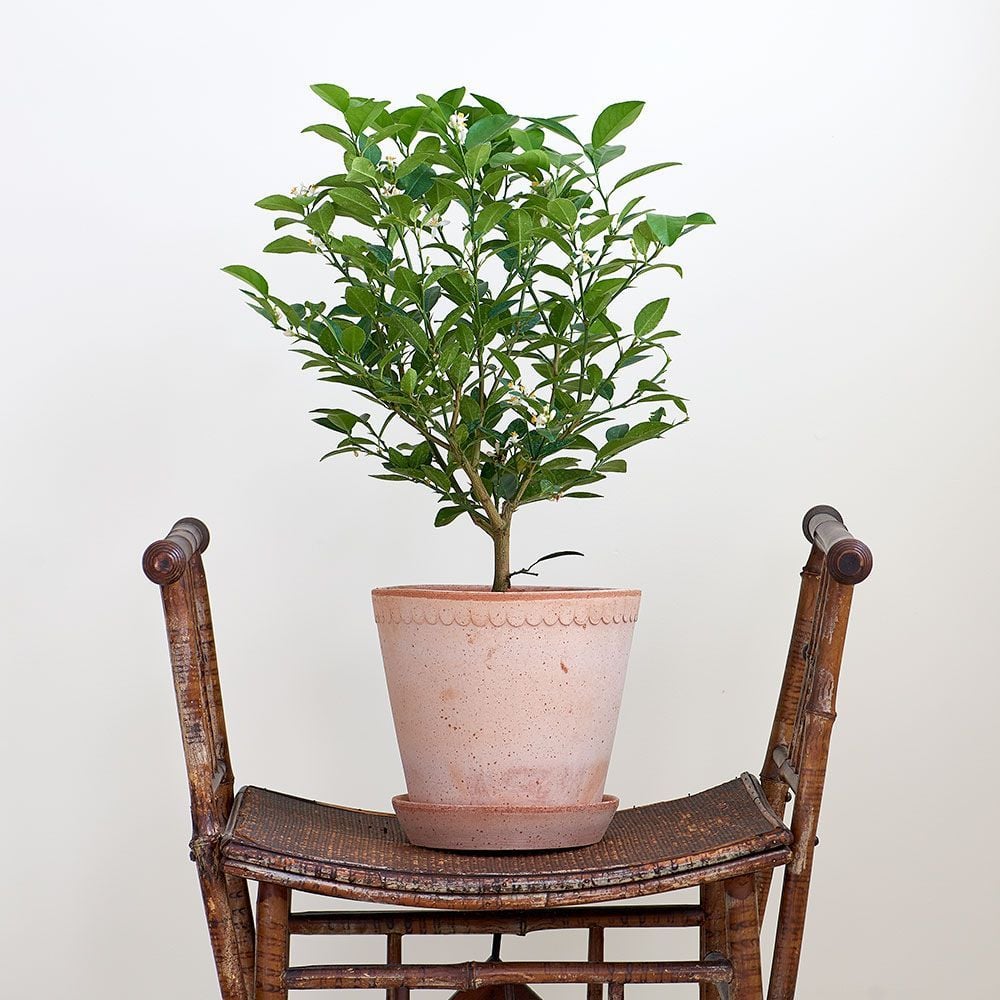 Citrus Trees White Flower Farm