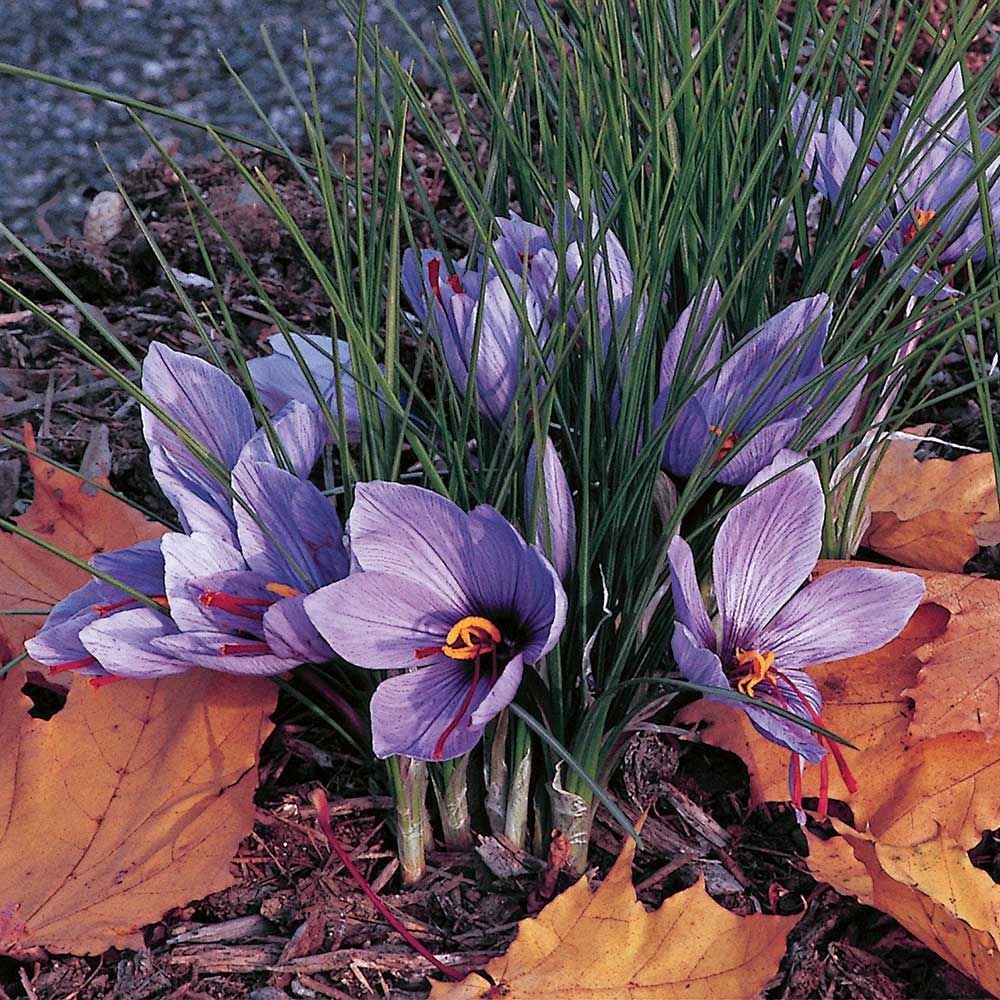FallBlooming Crocus Mix White Flower Farm