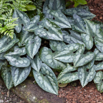  Asarum splendens