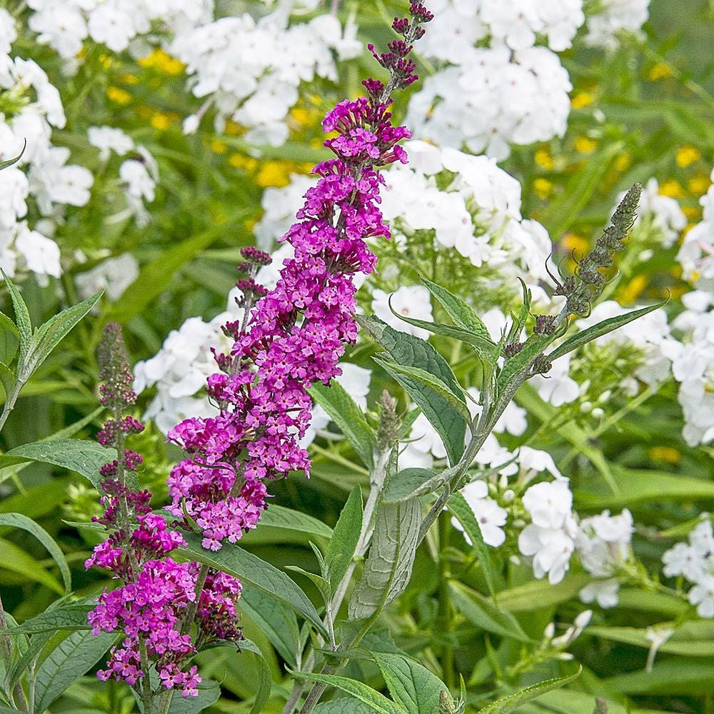 Buddleia davidii Buzz™ 'Soft Pink'