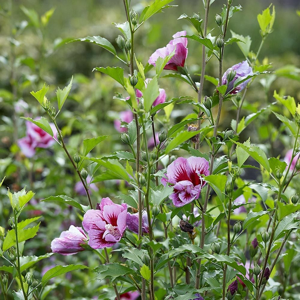 Hibiscus syriacus Purple Pillar®