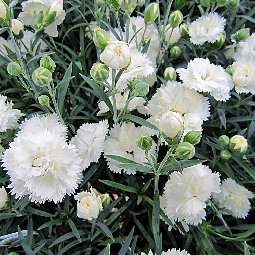 Dianthus Early Bird® Frosty | White Flower Farm