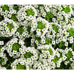  Lobularia White Knight®