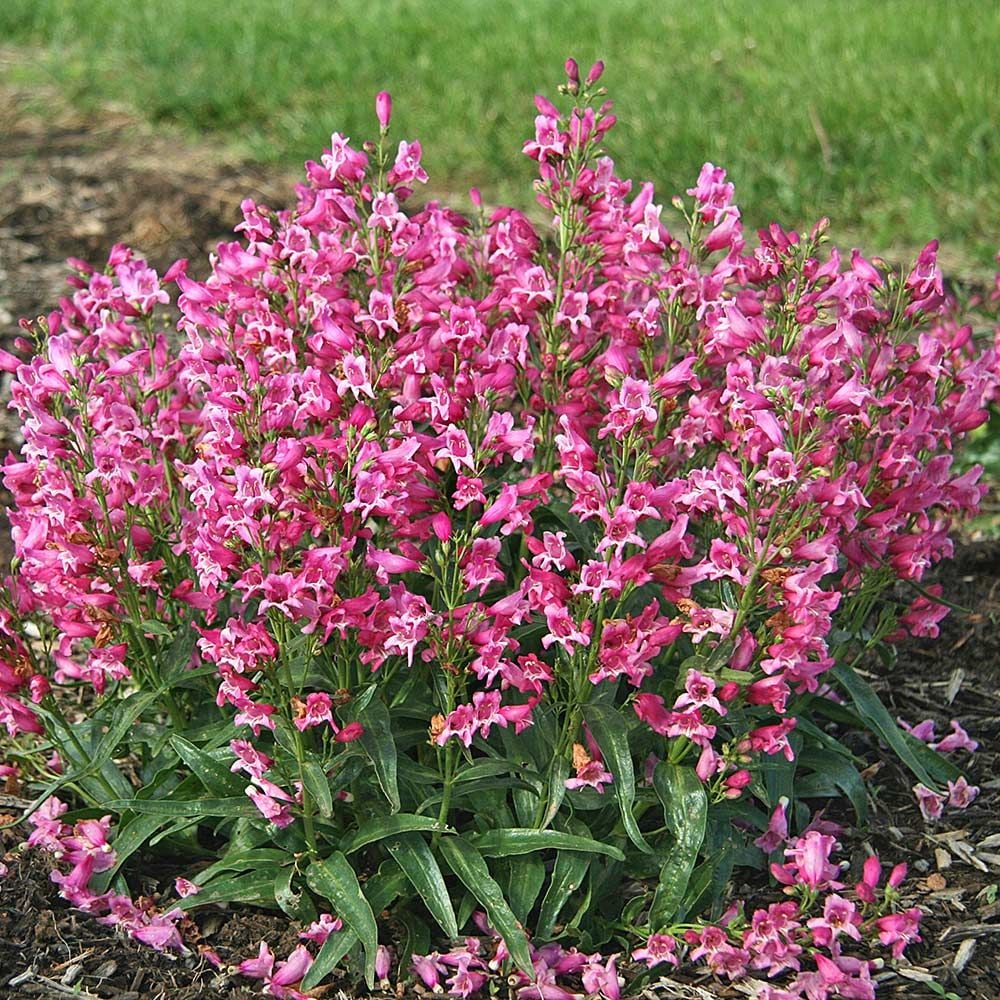 Penstemon barbatus Rock Candy® Pink