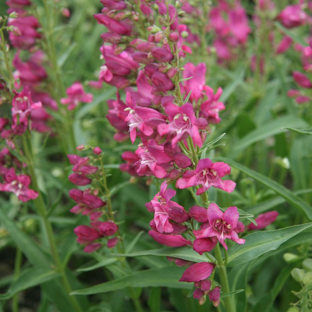 Penstemon barbatus Rock Candy® Pink White Flower Farm