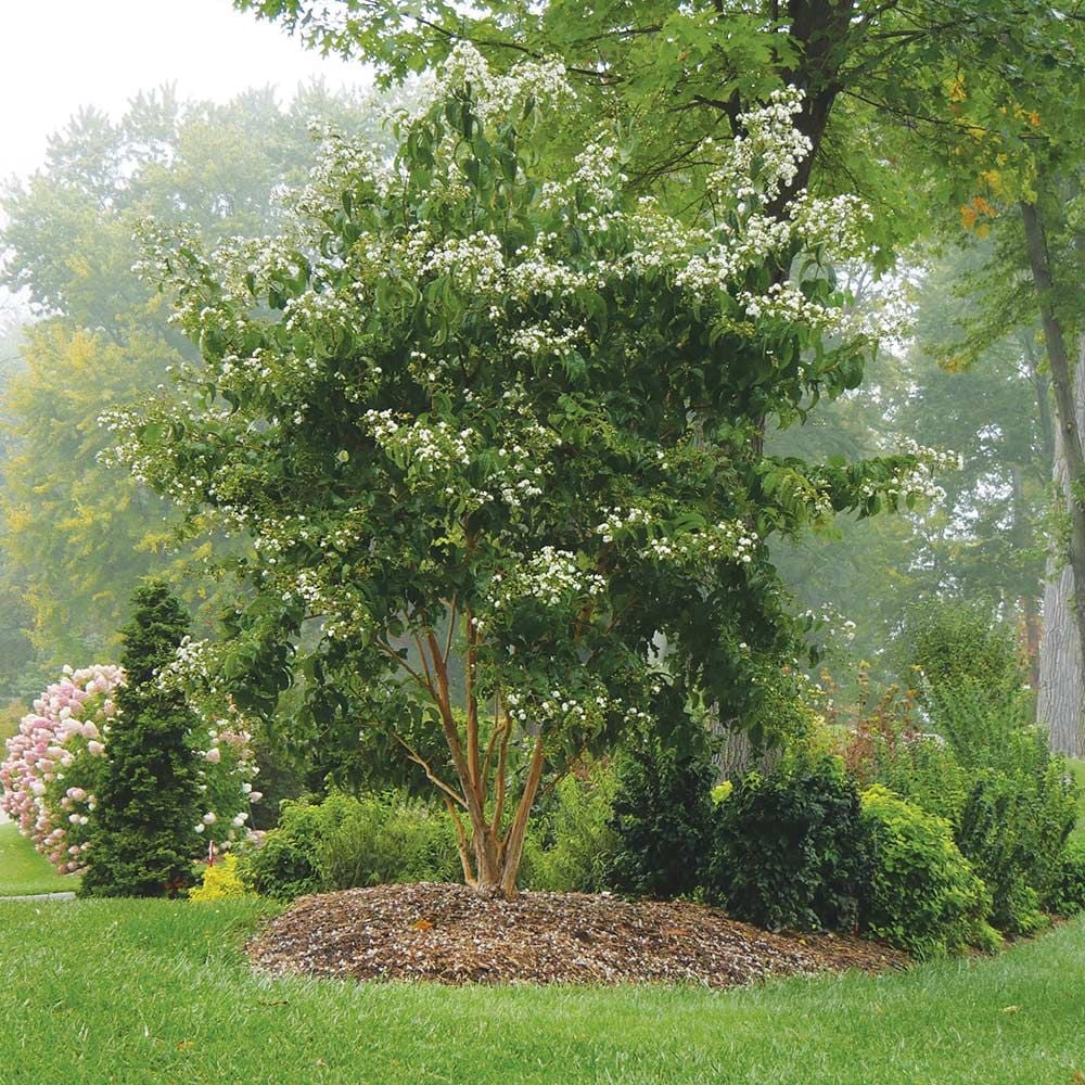 Heptacodium miconioides Temple of Bloom®