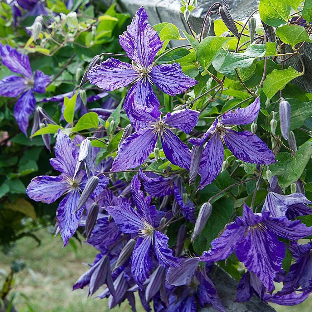 Clematis 'Tie Dye'