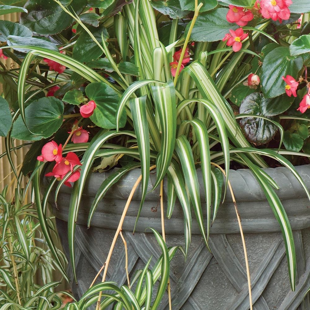 Spider Plant: Chlorophytum comosum 'Vittatum'