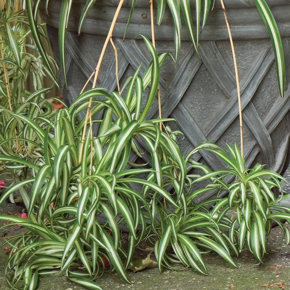 Spider Plant: Chlorophytum comosum 'Vittatum' | White Flower Farm