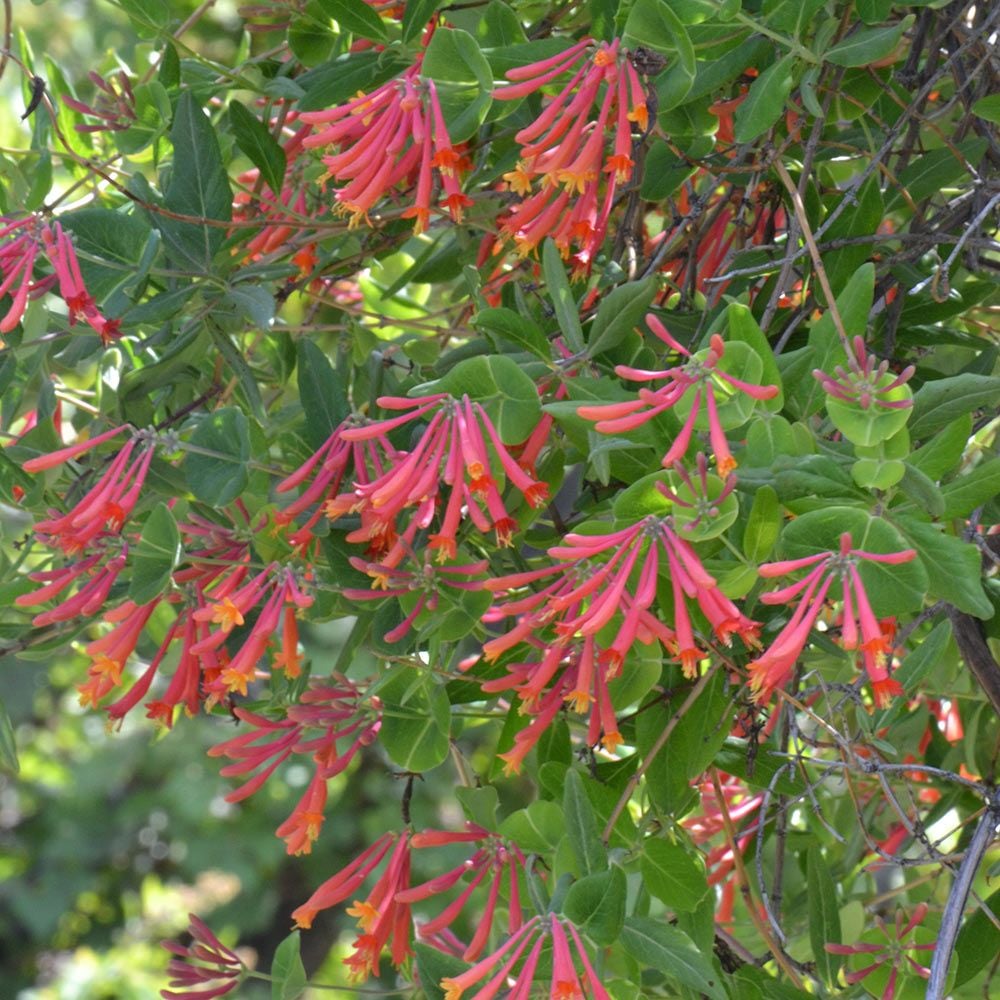 Shrubs & Vines for Hummingbirds