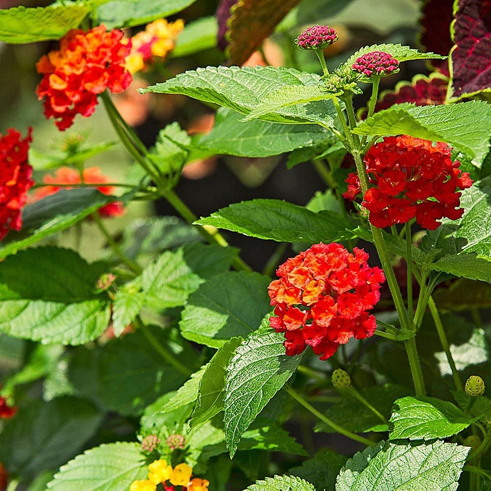 Lantana Bloomify™ Red